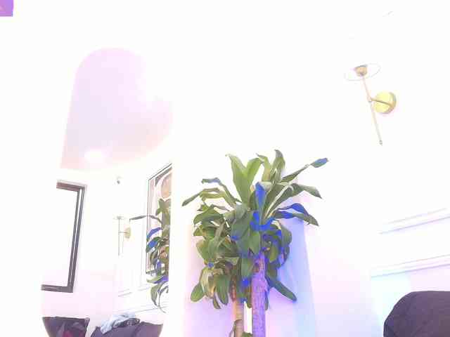 Daisy-Price webcam