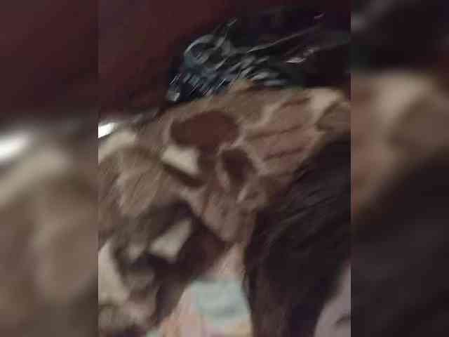 Kissa-is-klassa-a webcam