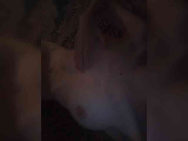 Kissa-is-klassa-a webcam