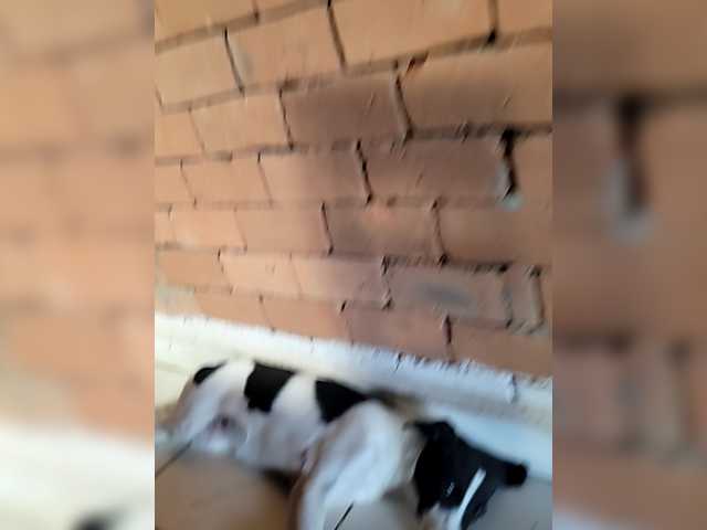 BlackGirl95's BongaCams show and profile