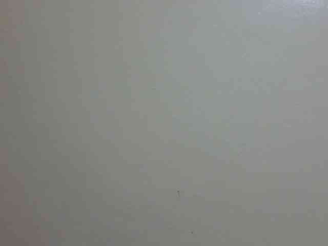 pretty-lioness webcam