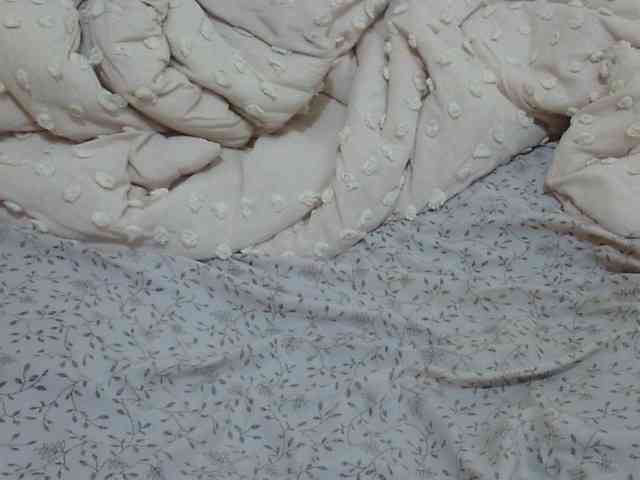 pretty-lioness webcam