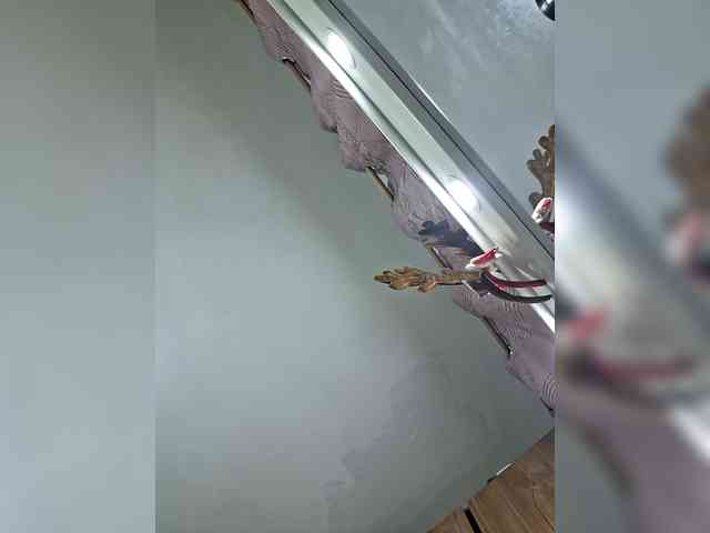 GoddessCarrie GoddessCarrie