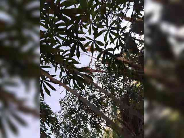 ROOMEXOTIC11 ROOMEXOTIC11