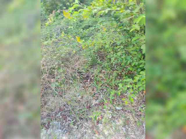 ROOMEXOTIC11 ROOMEXOTIC11