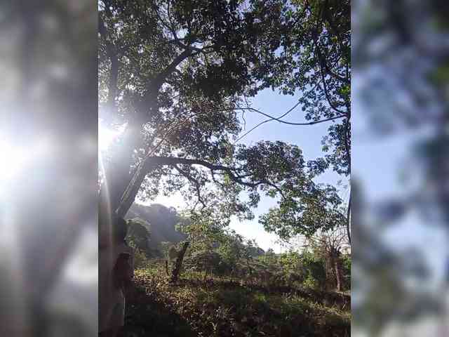 ROOMEXOTIC11 ROOMEXOTIC11