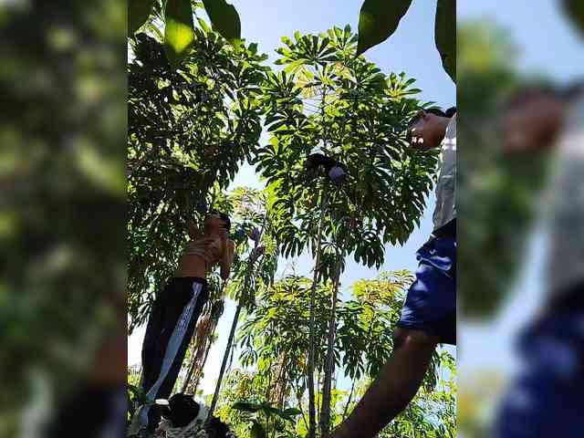 ROOMEXOTIC11 ROOMEXOTIC11