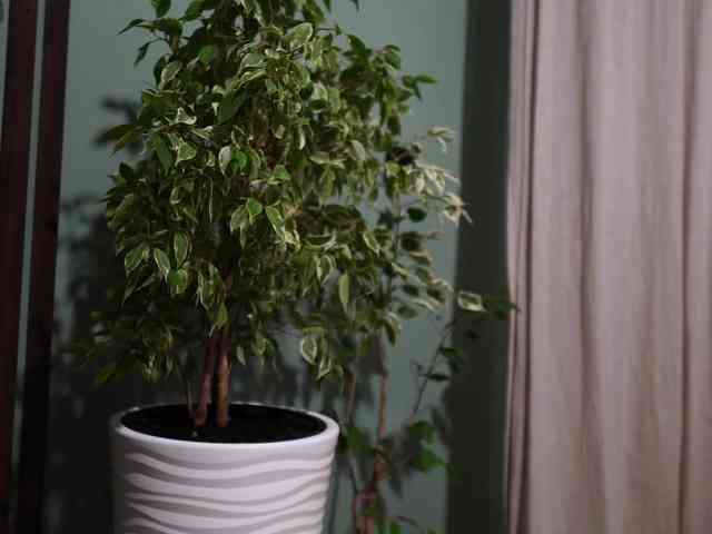 sochnogirls sochnogirls