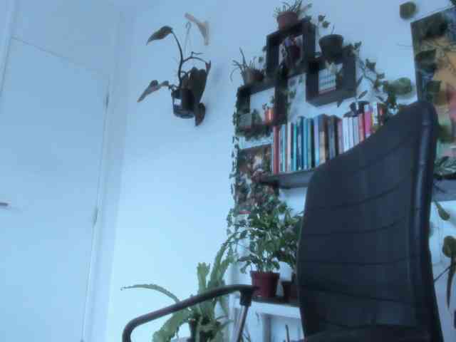 talimajesty webcam