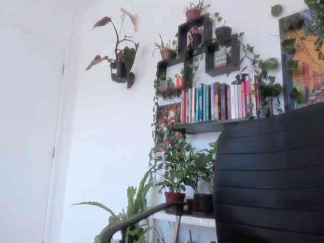 talimajesty webcam