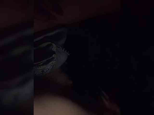 Ksenia-5 webcam