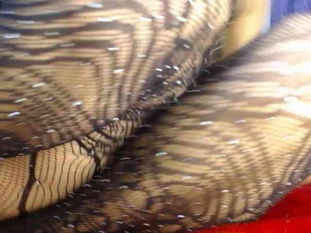 Violeta-ass-hot1 webcam