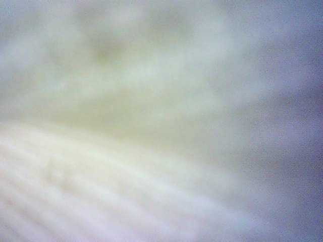 Avrilhunt's BongaCams show and profile