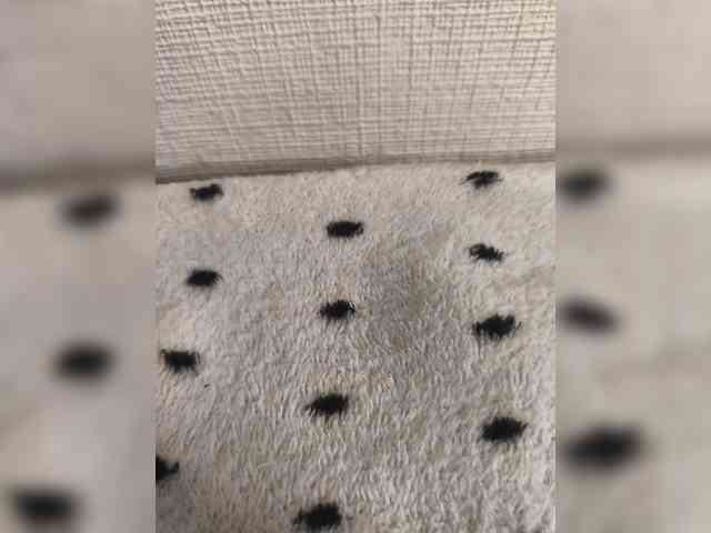 Svetlanka86 Svetlanka86