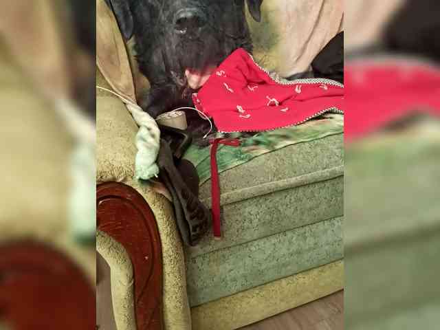 Sissyboypass Sissyboypass