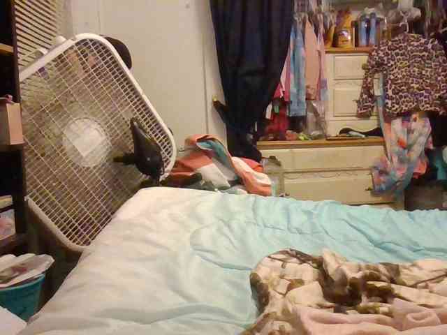 starlight1983 webcam