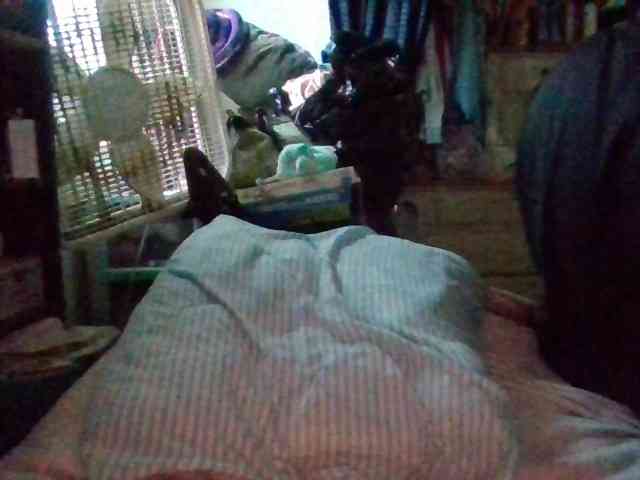 starlight1983 webcam