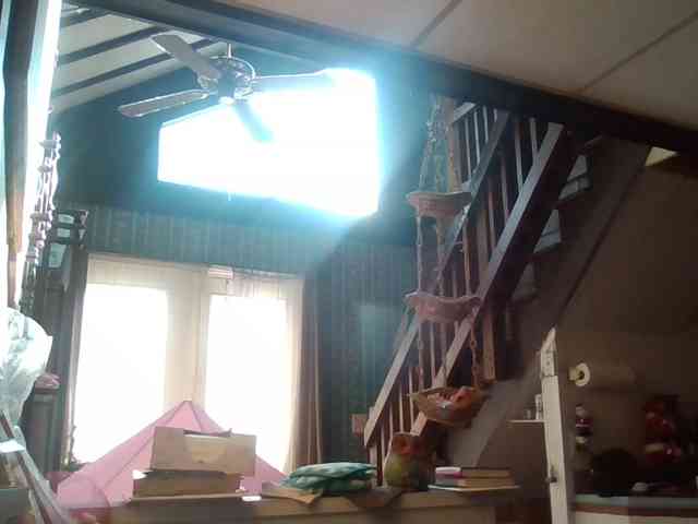 starlight1983 webcam