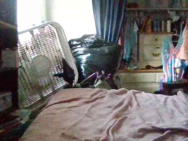 starlight1983 webcam