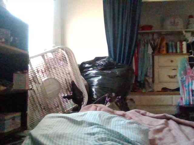 starlight1983 webcam