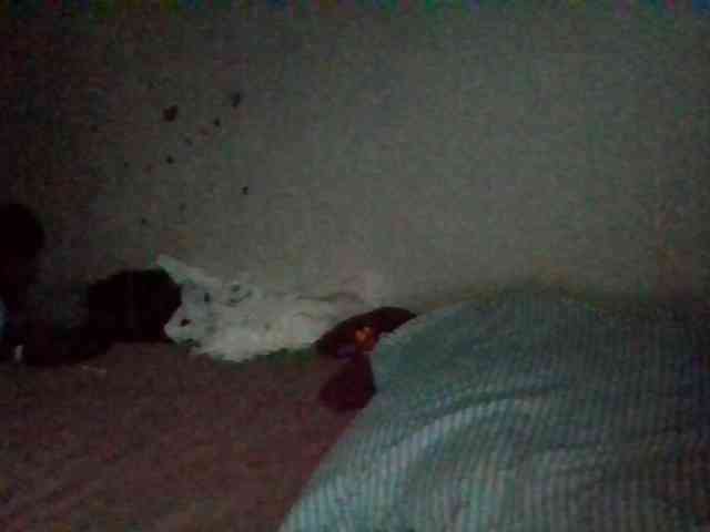 starlight1983 webcam