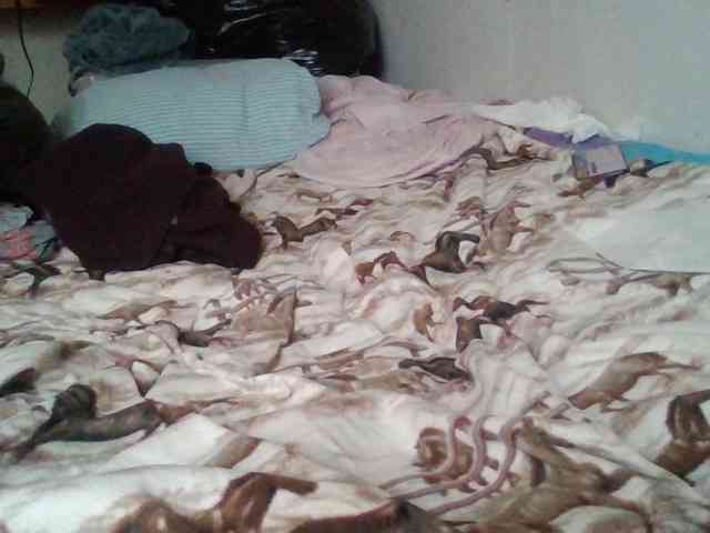 starlight1983 webcam