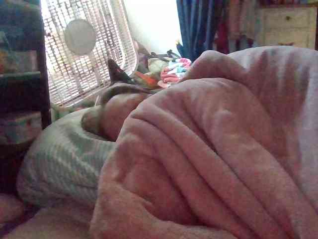 starlight1983 webcam