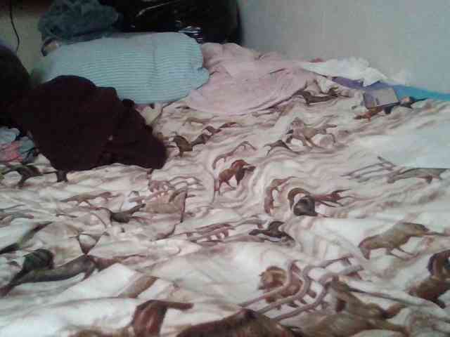 starlight1983 webcam