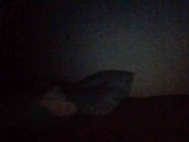 starlight1983 webcam