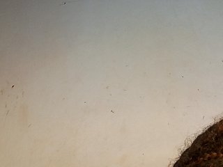 BlackDollita Porn Show