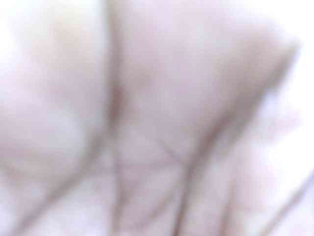 Tallatoya webcam