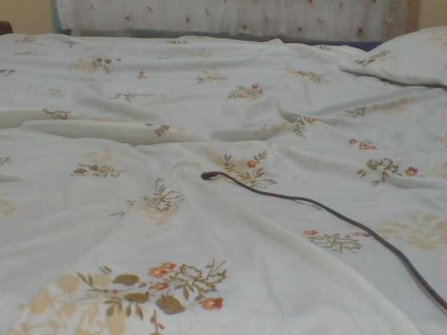 Preview of shallyvee