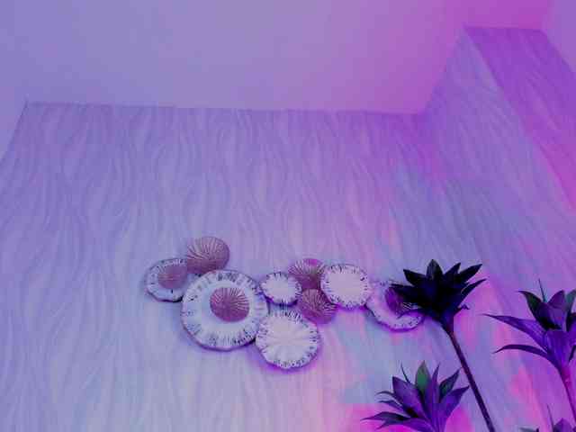 HarleyQueen666 HarleyQueen666