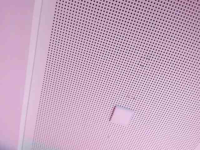 Pamelavinxen Pamelavinxen