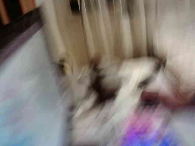 Sweetparaa webcam