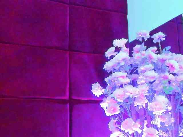 SugarMaple webcam