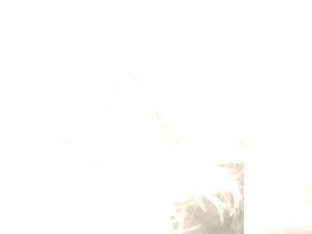 -nelya- webcam