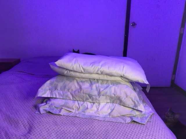 sofilasanta's BongaCams show and profile