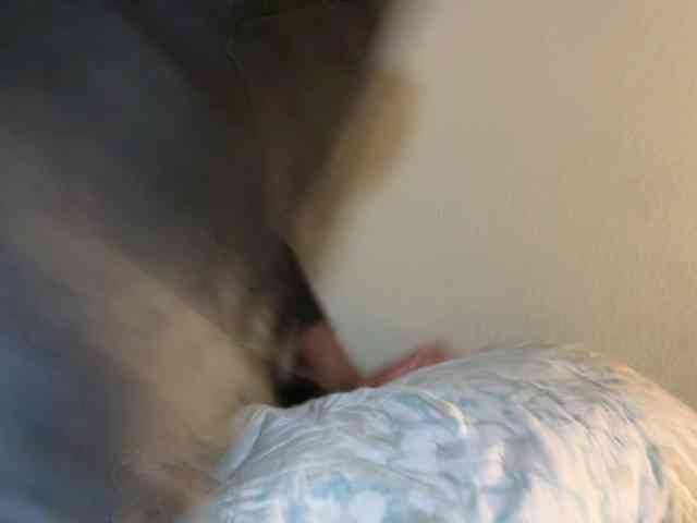ProductivePussy webcam