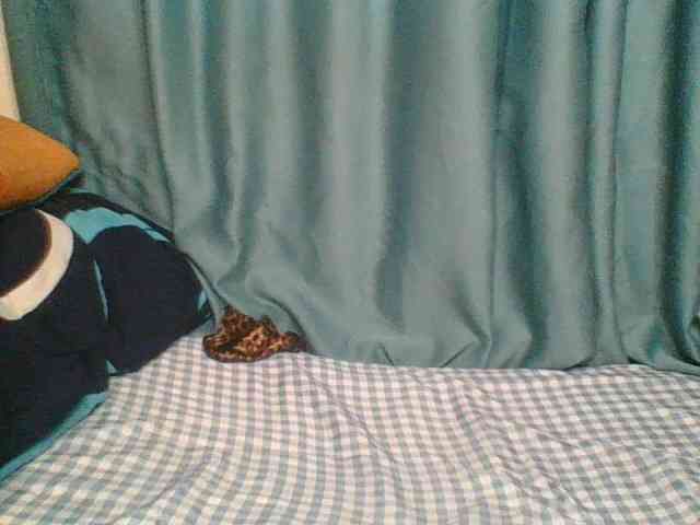 Horny-vyxen Horny-vyxen