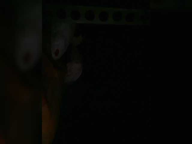 Preview of petrafrancesa2