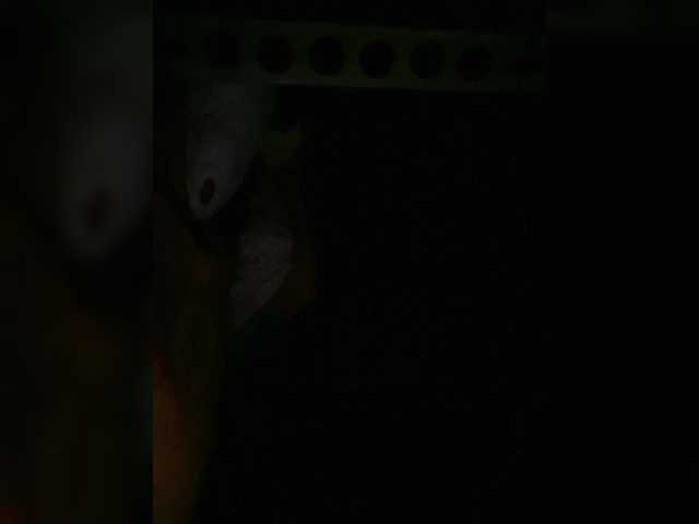 Preview of petrafrancesa2