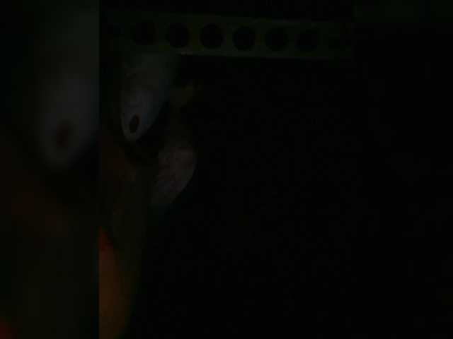 Preview of petrafrancesa2