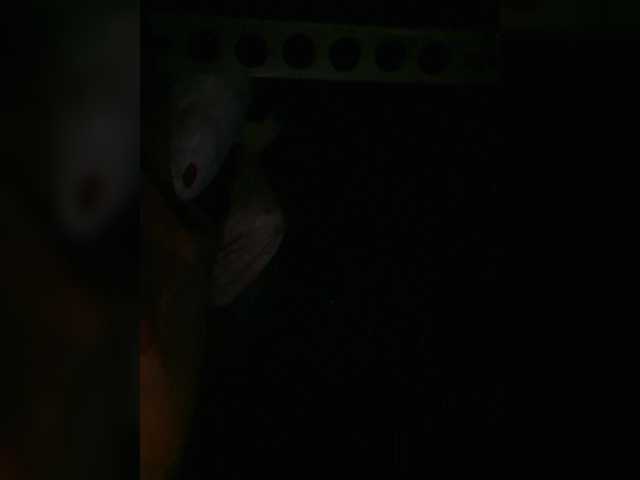 Preview of petrafrancesa2