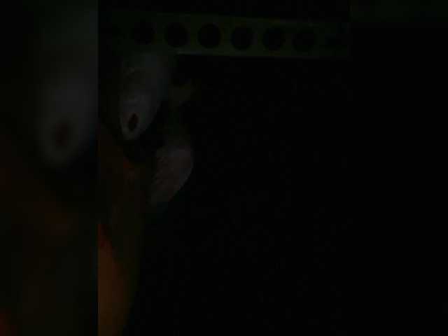 Preview of petrafrancesa2