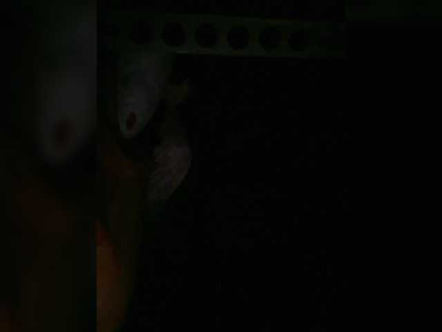 Preview of petrafrancesa2