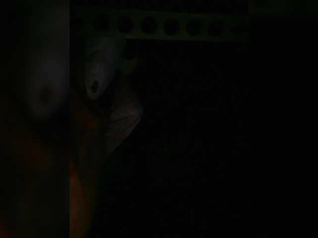 Preview of petrafrancesa2