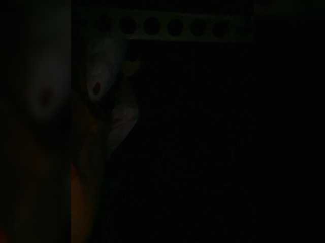 Preview of petrafrancesa2