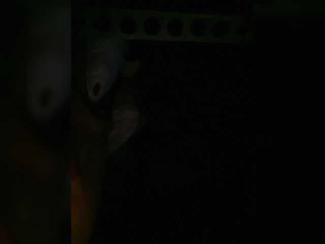 Preview of petrafrancesa2