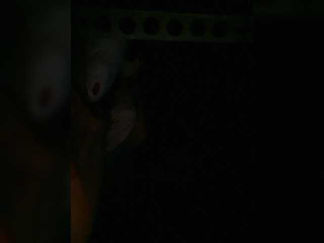 Preview of petrafrancesa2